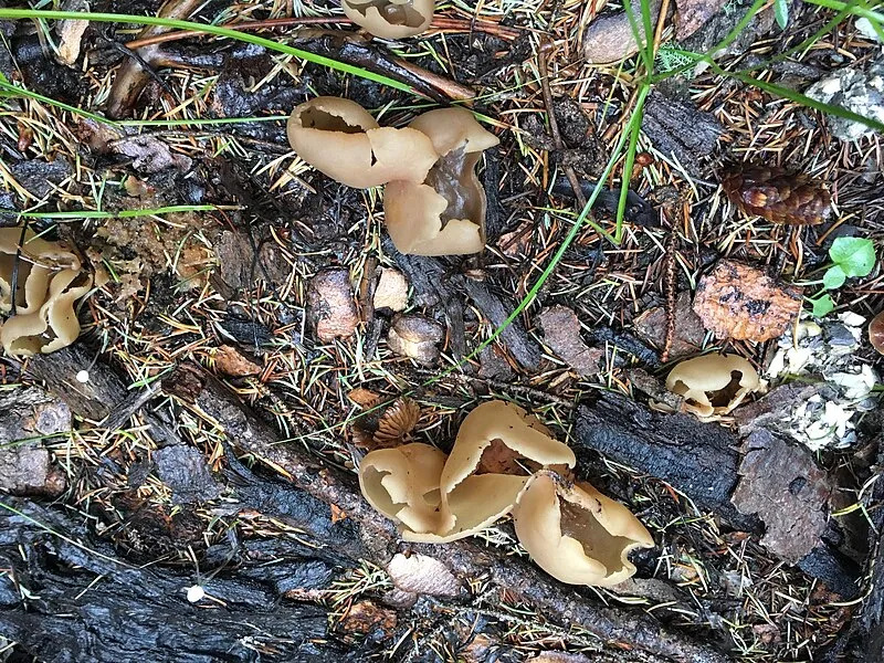 Sunrise Trailhead, Apache
