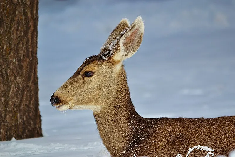 Maswik Lodge, Grand Canyon National Park