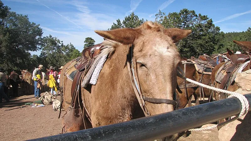 Mule Barn, Grand Canyon National Park