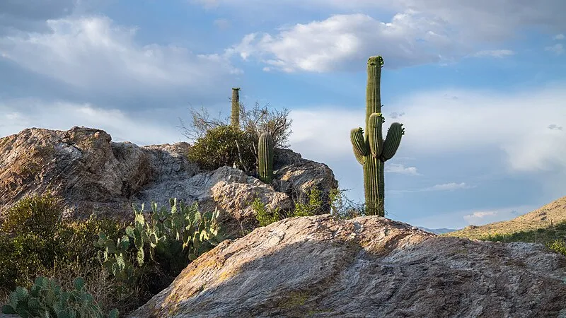 Javelina Rocks Overlook, Saguaro National Park
