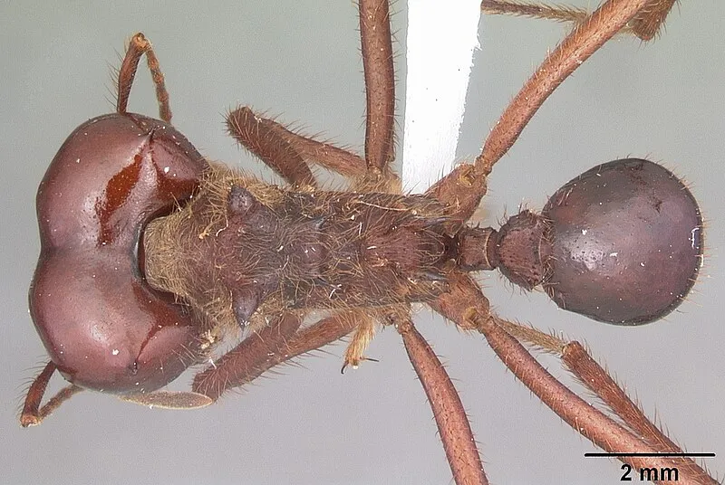 Ajo Mountain Drive Stop 3, Organ Pipe Cactus NM