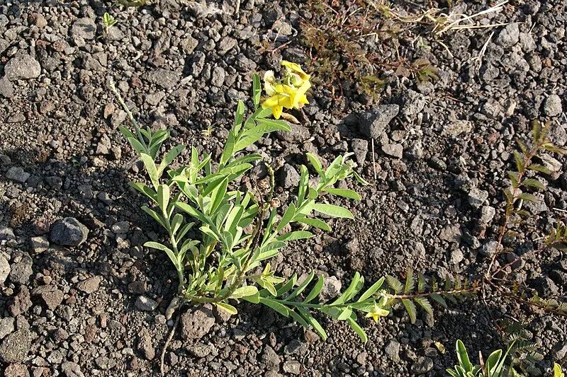 Alanui Kahiko, Hawaiʻi Volcanoes NP