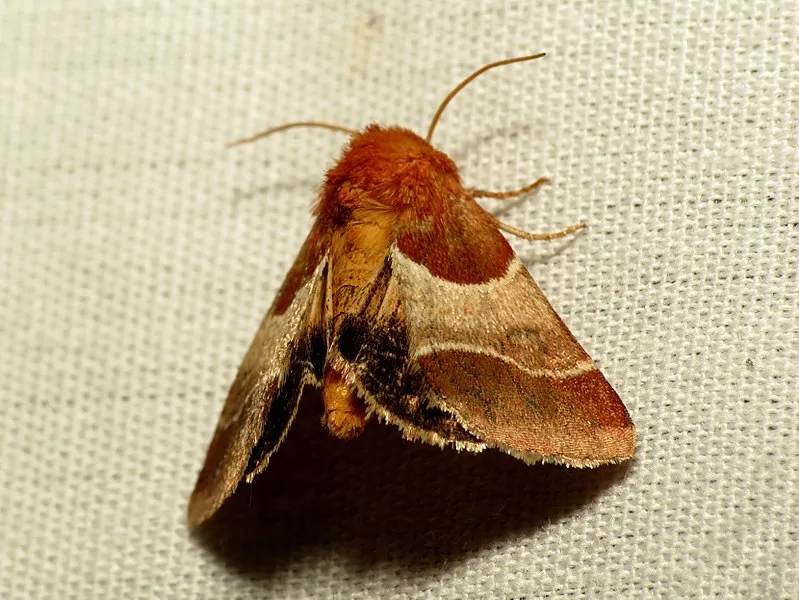 Coronado Picnic Trail, Coronado National Memorial