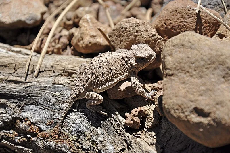 Abineau-bear Jaw Loop, Coconino