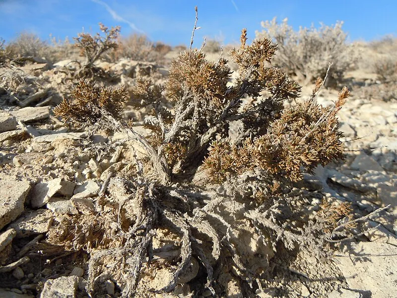 North Kaibab Ranger District, Coconino