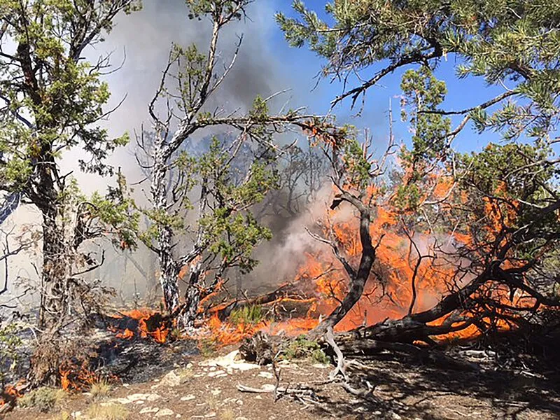 Saddle Mountain Wilderness, Coconino