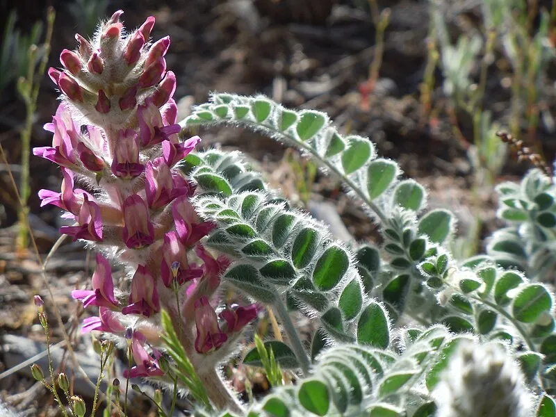 Grand Canyon South Entrance Station, AZ