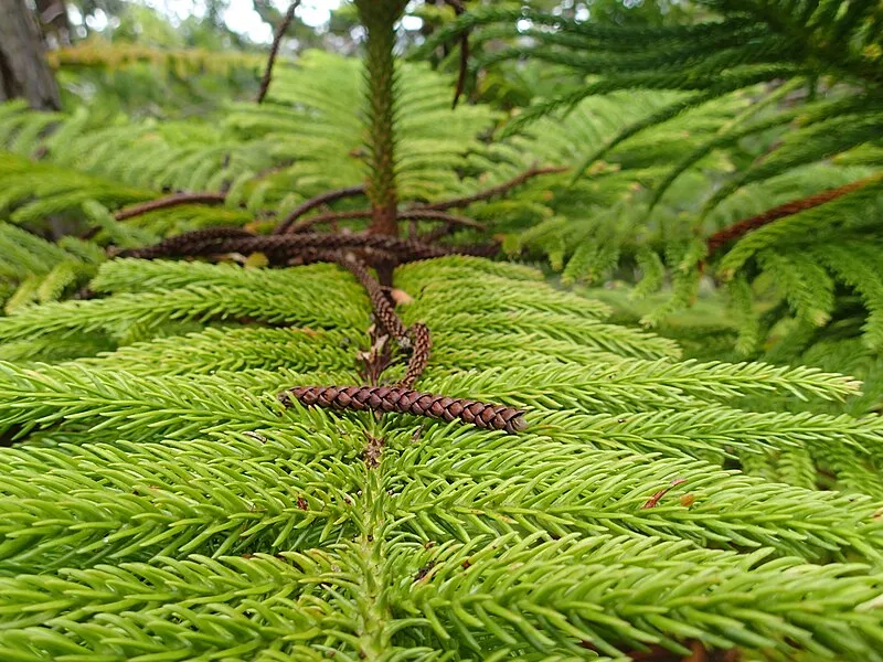 Hanalei National Wildlife Refuge #2 (SE, 0mi), Kauai