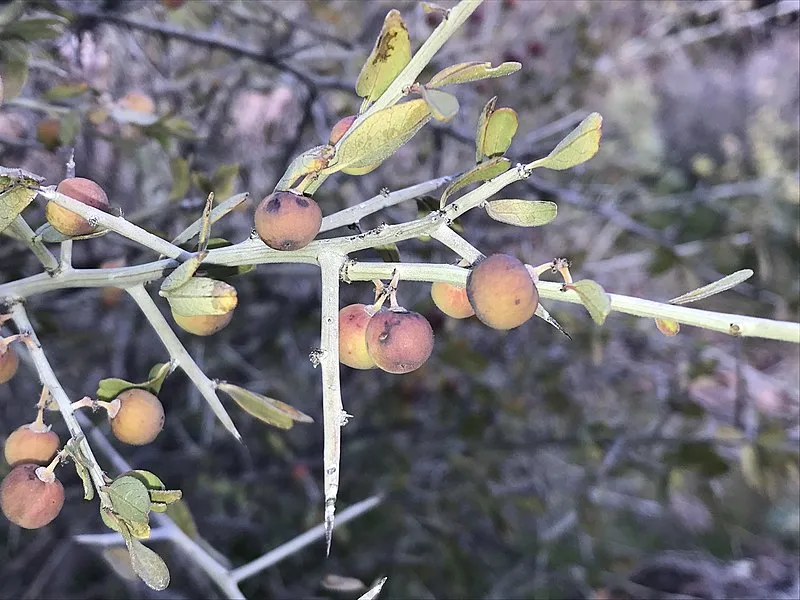 Hell's Canyon Wilderness, Yavapai