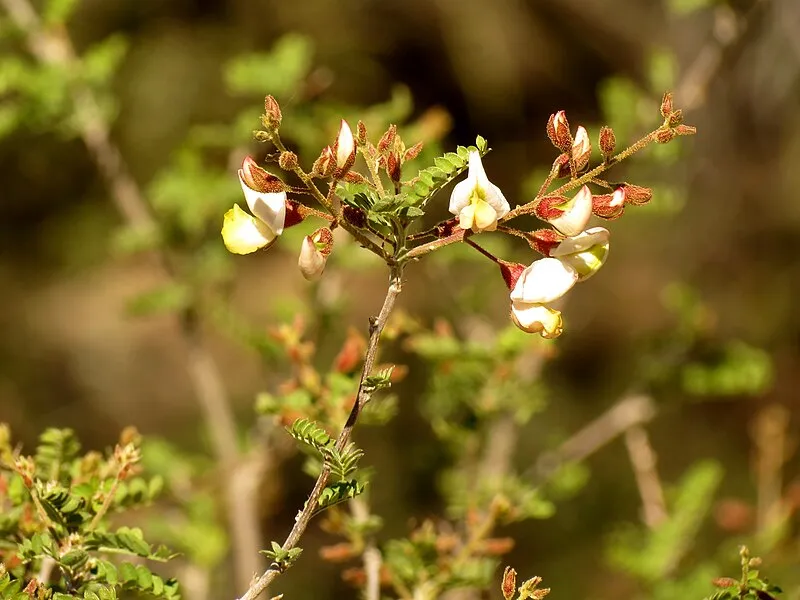Arizona-sonora Desert Museum, Pima