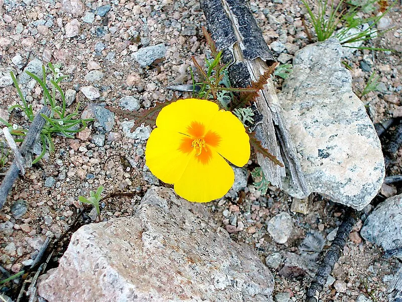 Palo Verde Trail, Organ Pipe Cactus NM
