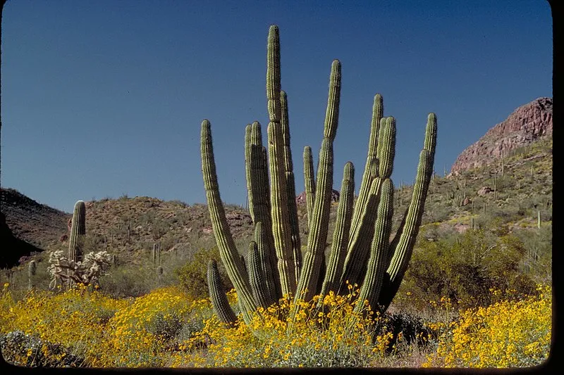 Dripping Springs Mine Trail, Organ Pipe Cactus NM