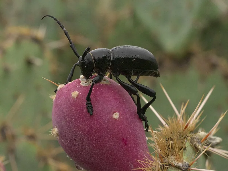 Ez-kim-in-zin Picnic Area, Saguaro National Park