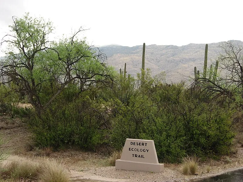 Desert Ecology Trailhead, Saguaro National Park
