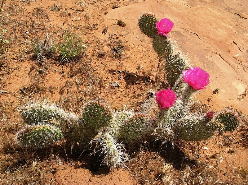 Trailhead (NE, 43mi), Mohave