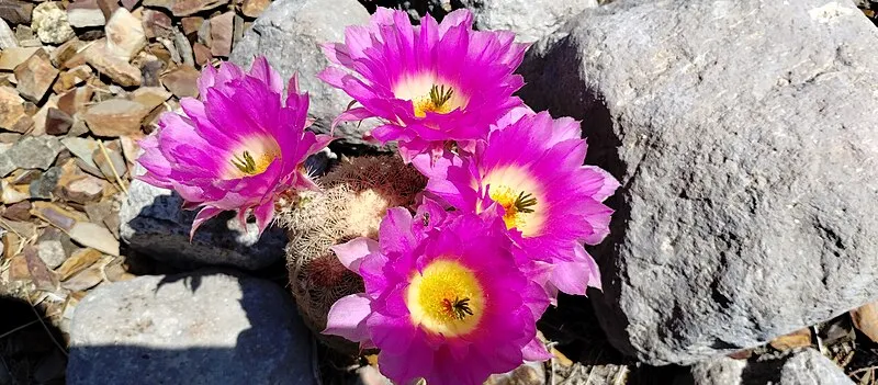 Faraway Ranch, Chiricahua National Monument
