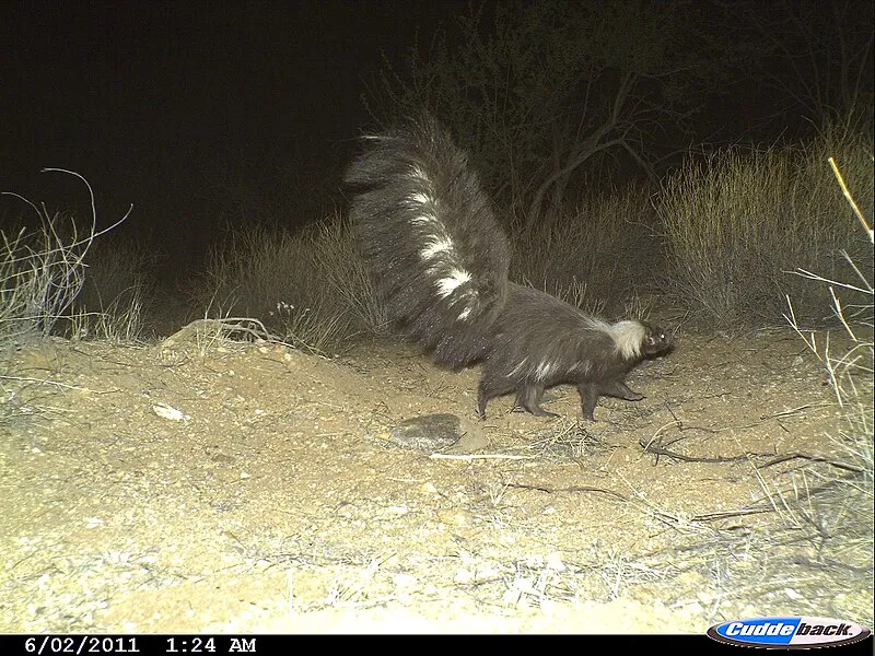 Garwood Trail, Saguaro National Park