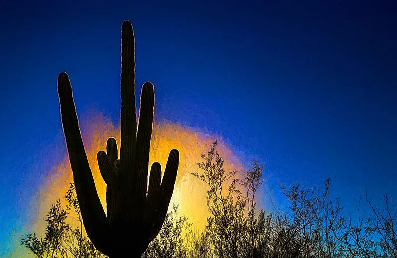 Cactus Forest Trailhead Broadway, Saguaro National Park