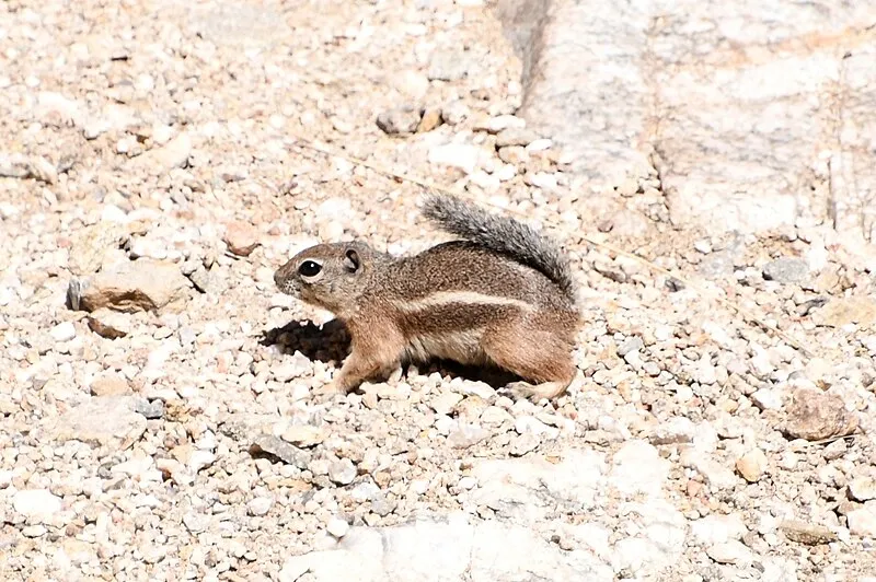 Ernie's Falls Trail, Saguaro National Park
