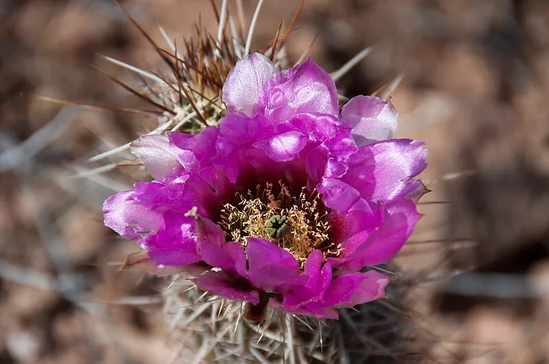 Abington Trail, Pima