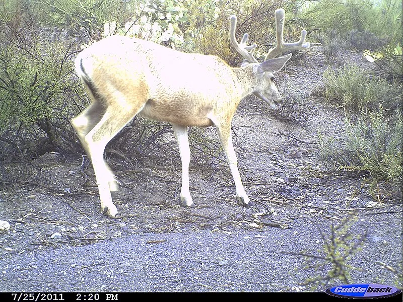 Mule Deer Trail, Pima