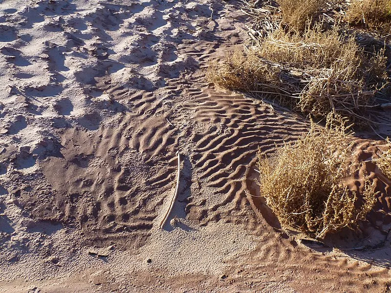 Virgin River Canyon Recreation Area, Mohave