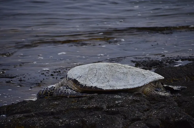 Ala Mauka-makai Trail, Kaloko-honokōhau NHP