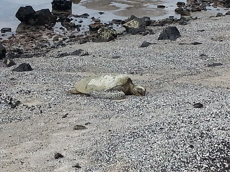 Heiau Trail, Kaloko-honokōhau NHP
