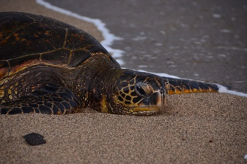 Ala Kahiko Trail, Kaloko-honokōhau NHP