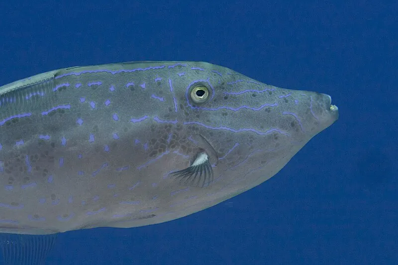 Coastal Trail, Kaloko-honokōhau NHP