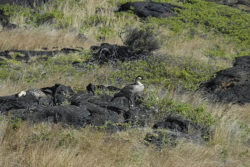 Puʻukaone Trail, Hawaiʻi Volcanoes NP