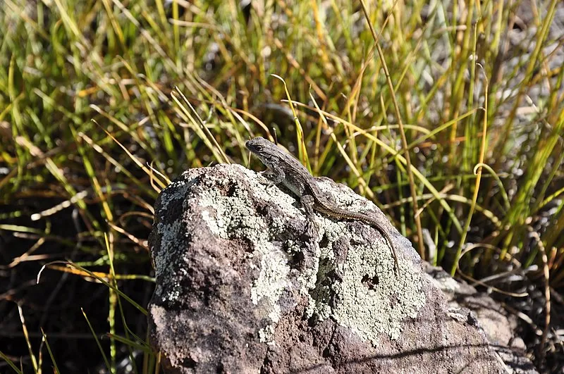Fay Ridge Trailhead, Coconino