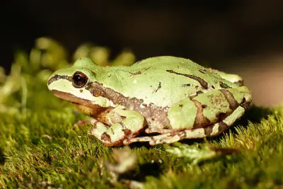 Arizona Tree Frog