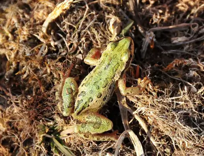 Boreal Chorus Frog