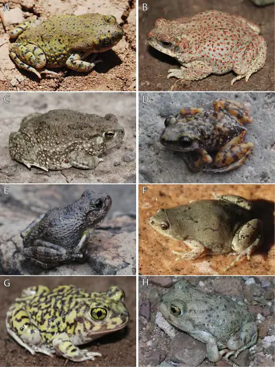 Chihuahuan Green Toad