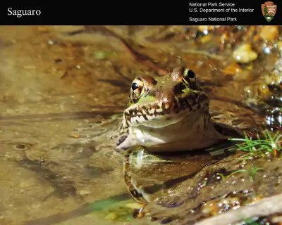 Lowland Leopard Frog