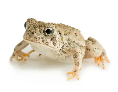 Woodhouse's Toad