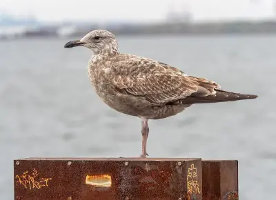 American Herring Gull