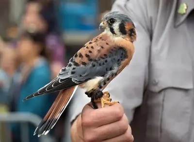 American Kestrel