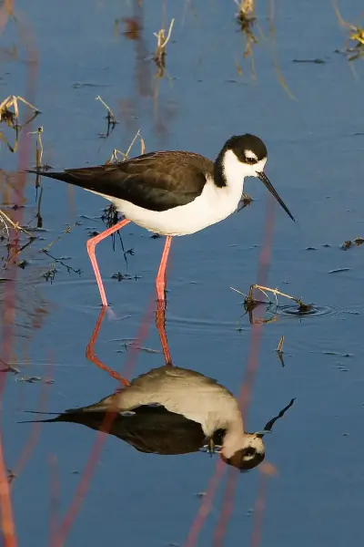 Black-necked Stilt
