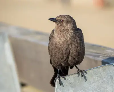 Brewer's Blackbird