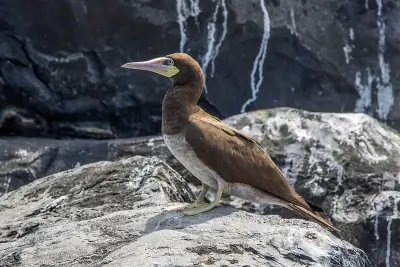 Brown Booby