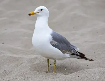 California Gull