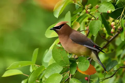 Cedar Waxwing