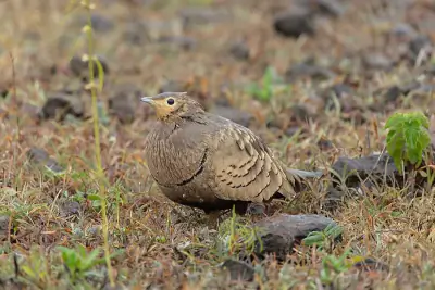 Chestnut-bellied Sandgrouse