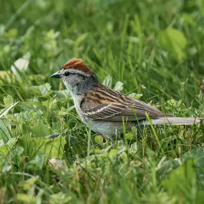 Chipping Sparrow