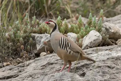 Chukar