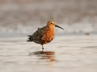 Curlew Sandpiper