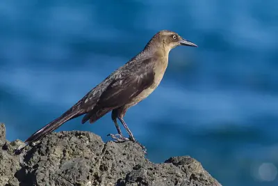 Great-tailed Grackle