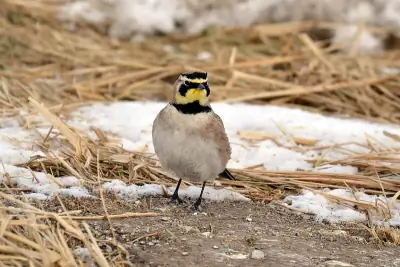 Horned Lark
